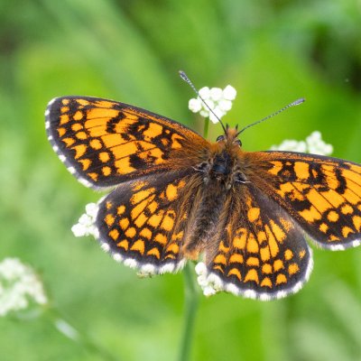 Melitaea athalia (hnědásek jitrocelový), IT, Pfelders - Plan, Jižní Tyrolsko