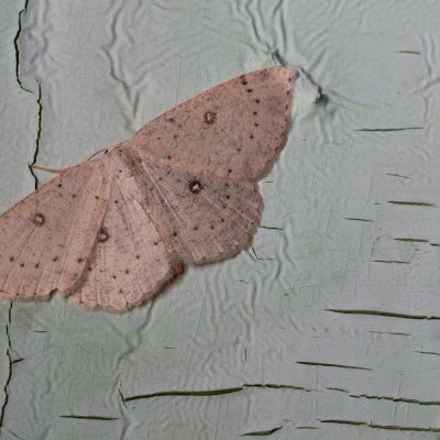 Cyclophora albipunctata (očkovec olšový), SK, Štôla