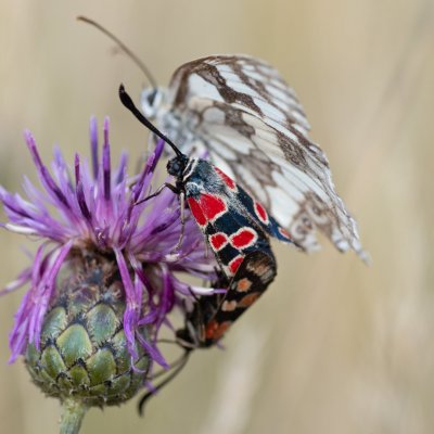 Zygaena carniolica (vřetenuška ligrusová), PP Černice