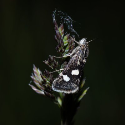 Eurrhypis pollinalis (zavíječ skvrnitý), Havranické vřesoviště