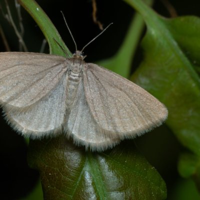 Minoa murinata (šedokřídlec pryšcový), PR Bosonožský hájek