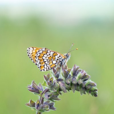 Melitaea cinxia (hnědásek kostkovaný), PP Kozének