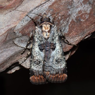 Epilecta linogrisea (osenice žlutošedá), PR Svatý kopeček