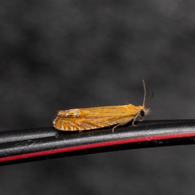 Lathronympha strigana (obaleč třezalkový), Kývalka