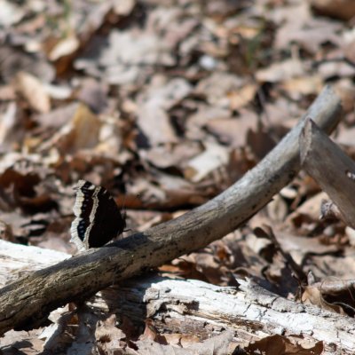 Nymphalis antiopa (babočka osiková), Podkomorské lesy