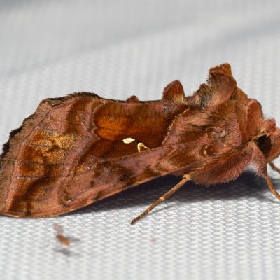 Autographa jota (kovolesklec hluchavkový), NPP Jeskyně Pekárna