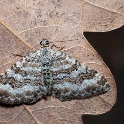 Epirrhoe molluginata (píďalka svízelová), NPP Jeskyně Pekárna