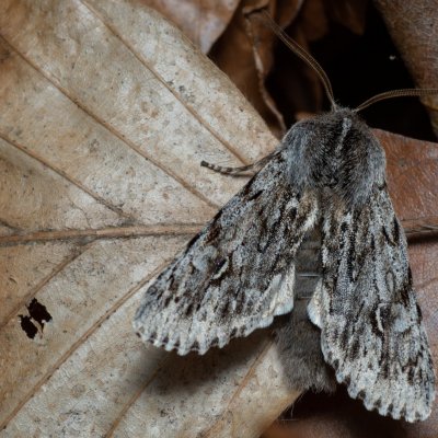 Brachionycha nubeculosa (dřevobarvec jarní), Kývalka