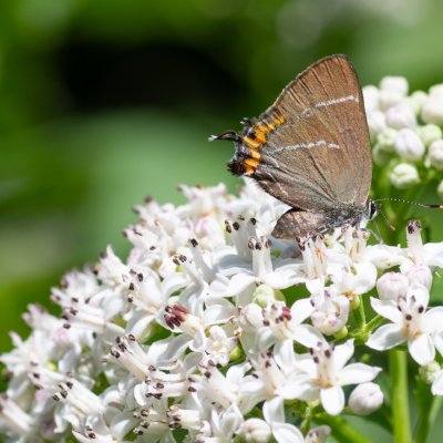 Satyrium w-album (ostruháček jilmový), Helenčino údolí