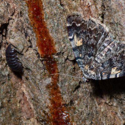 Idia calvaria (můřička žlutoskvrnná), Hrabětice
