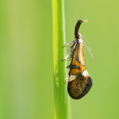 Alabonia staintoniella (krásněnka jarní), Kývalka
