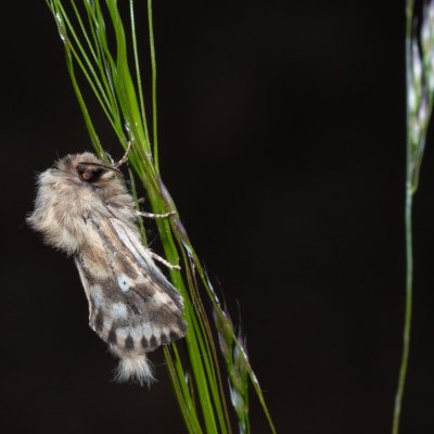 Dyspessa ulula (drvopleň cibulový), GR, Myrtidion monastery, Korfu