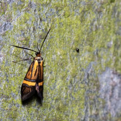 Nemophora degeerella (adéla pestrá), Žebětín