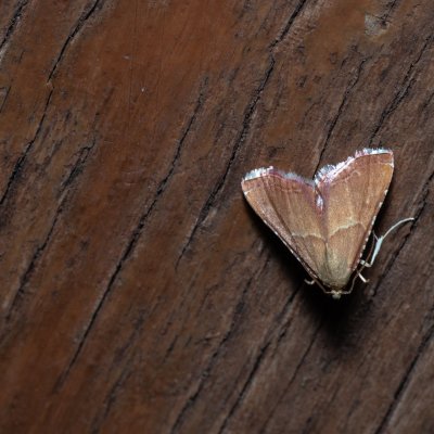 Endotricha flammealis (zavíječ červenavý), PR Svatý kopeček