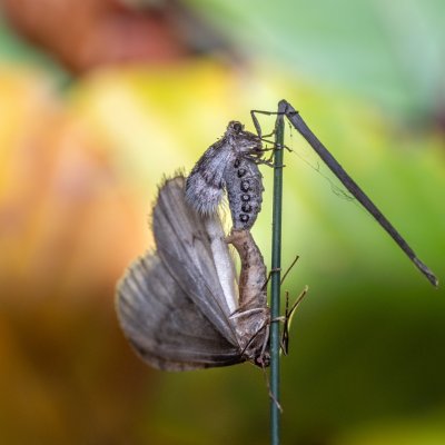 Operophtera fagata (píďalka lesní), Kývalka