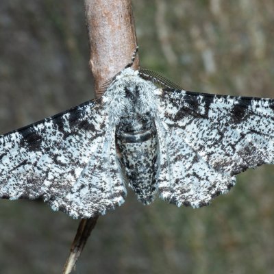 Biston betularia (drsnokřídlec březový), Nebovidy