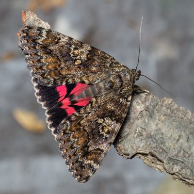 Catocala sponsa (stužkonoska dubová), Žebětín