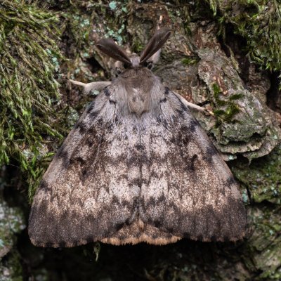 Lymantria dispar (bekyně velkohlavá), NPP Pouzdřanská step - Kolby