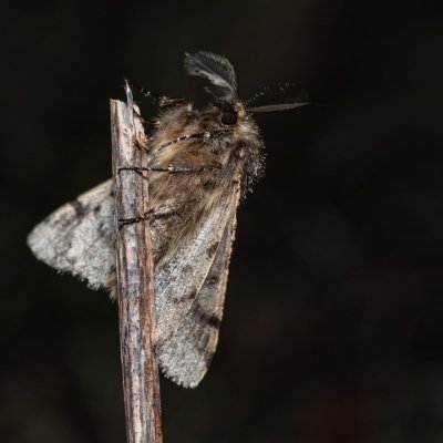 Lycia hirtaria (drsnokřídlec třešňový), PP Člupy