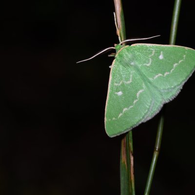 Thetidia smaragdaria (zelenopláštník řebříčkový), PR Svatý kopeček
