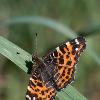 Araschnia levana (babočka síťkovaná), Jehnice