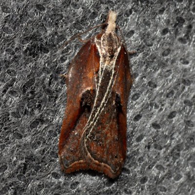 Acleris cristana (-), Podkomorské lesy, Kopeček