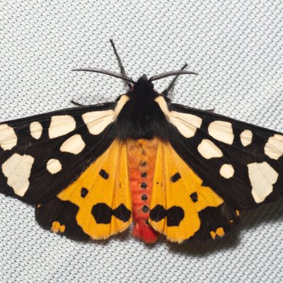 Arctia villica (přástevník špenátový), Kývalka