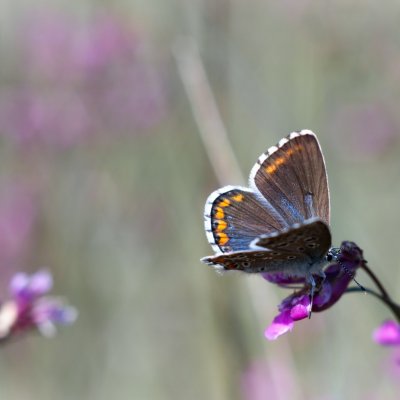 Polyommatus bellargus (modrásek jetelový), PR Kamenný vrch