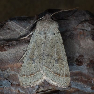 Orthosia cerasi (jarnice lipová), Kývalka