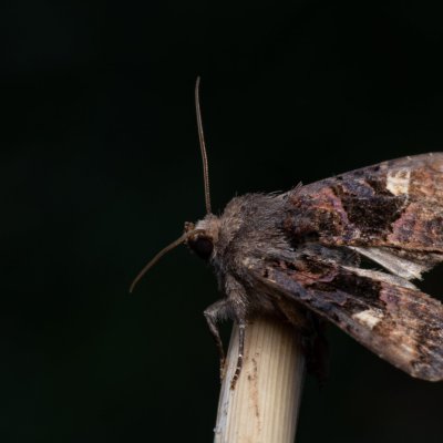 Euplexia lucipara (blýskavka ostružiníková), PP Bobrava