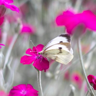 Pieris brassicae (bělásek zelný), Kníničky