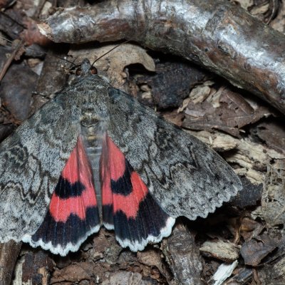 Catocala nupta (stužkonoska olšová), Žebětín