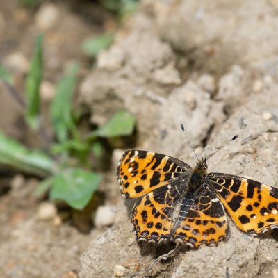 Araschnia levana (babočka síťkovaná), Podkomorská myslivna