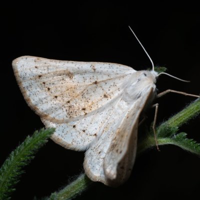 Dyscia conspersaria (světlokřídlec šalvějový), NPP Pouzdřanská step - Kolby