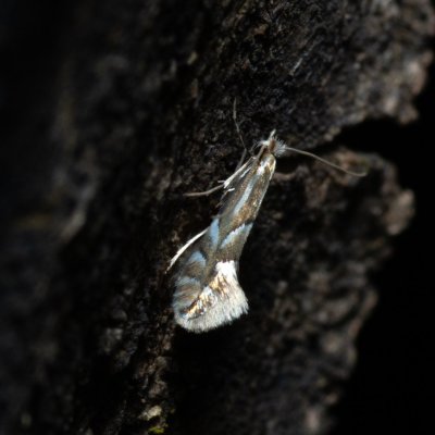 Phyllonorycter sp., Žebětín