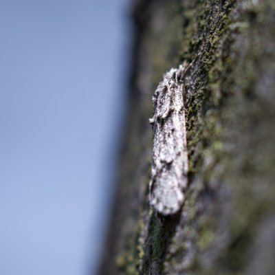 Diurnea fagella (šedivěnka jarní), PP Pekárna