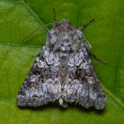 Hecatera bicolorata (můra jestřábníková), Hády