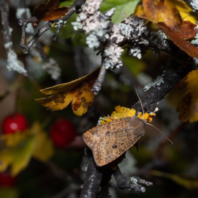 Conistra vaccinii (zimovnice brusnicová), PP Kavky