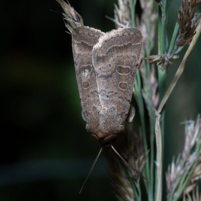 Hoplodrina ambigua (blýskavka jitrocelová), Augšperský potok