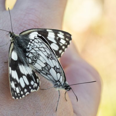 Melanargia galathea (okáč bojínkový), PP Skalky u Sedlece