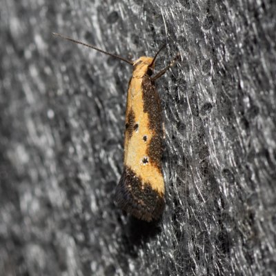 Brachmia dimidiella (-), Havranické vřesoviště