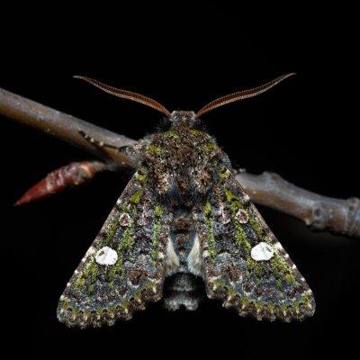 Valeria oleagina (pestroskvrnka březnová), Kývalka