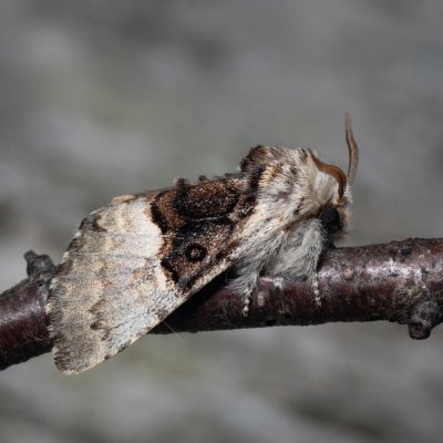 Colocasia coryli (běloskvrnka lísková), Hostěnice