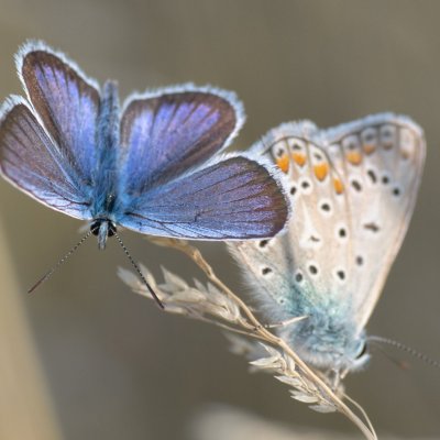 Plebejus argus (modrásek černolemý), Polyommatus icarus (modrásek jehlicový), PP Černice