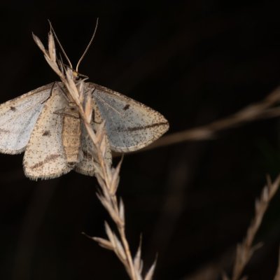 Aspitates gilvaria (-), PP Černice