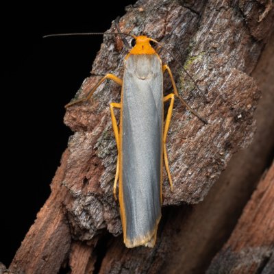 Eilema complana (lišejníkovec vroubený), PP Černice