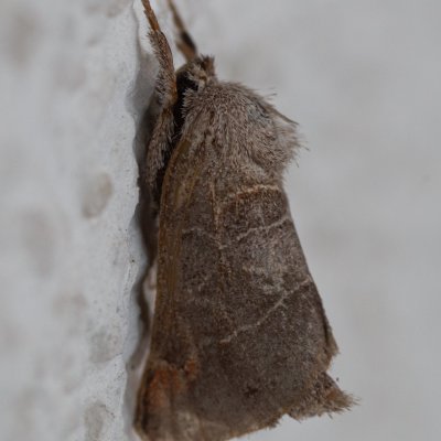 Clostera pigra (vztyčnořitka osiková), Žebětín