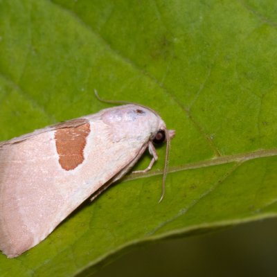 Calymma communimacula (světlopáska červcová), PP Na cvičišti