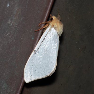 Hepialus humuli (hrotnokřídlec chmelový), IT, Kreuzbergpass, Jižní Tyrolsko