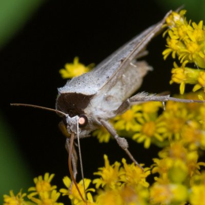 Lygephila craccae (hnědopáska vikvicová), PP Černice